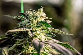 Discover the Incredible GG4 Autoflower A Grower's Delight Discover the Incredible GG4 Autoflower A Grower's Delight