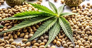 Discover the Incredible GG4 Autoflower A Grower's Delight Discover the Incredible GG4 Autoflower A Grower's Delight